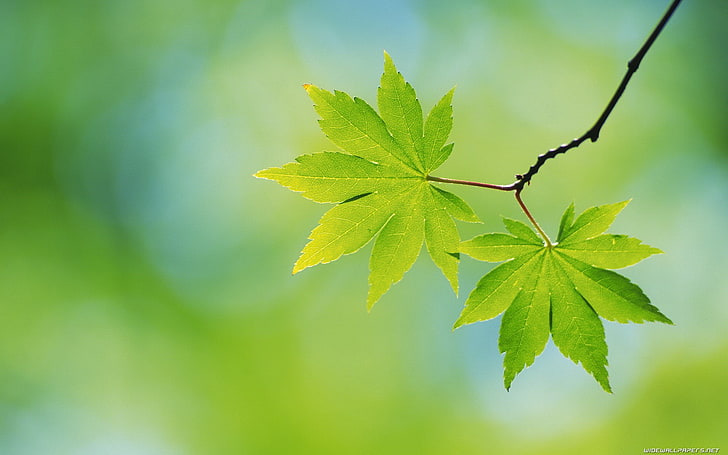 two green leaves, maple, leaf, nature, tree, branch, green Color, HD wallpaper