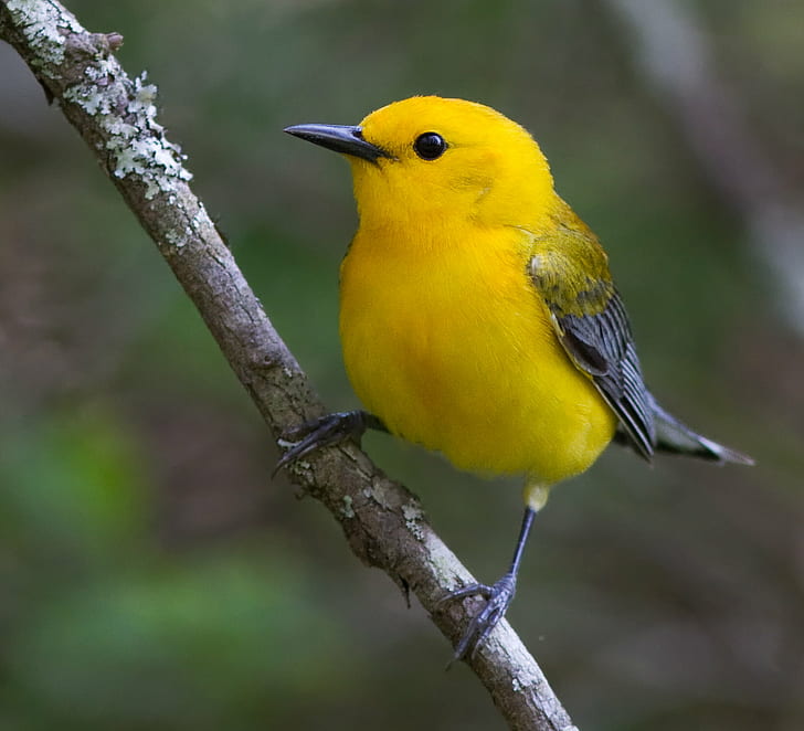 close up photo of a yellow bird, prothonotary warbler, prothonotary warbler