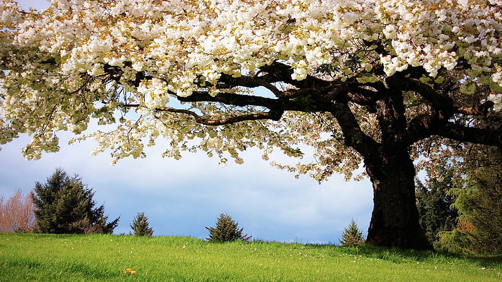 Cherry Blossoms tree on green grass field, trees, plant, flower