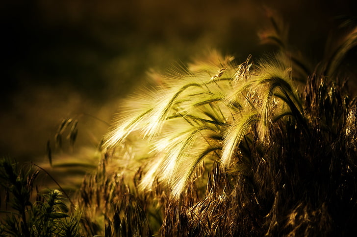 wheat, the sun, background, widescreen, Wallpaper, plant, rye, HD wallpaper
