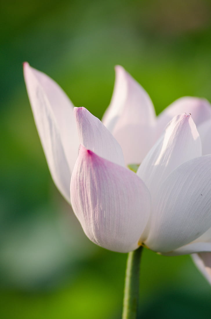 white and pink petaled flower, 蓮花, 芙蓉, 花市, D7000, HD wallpaper