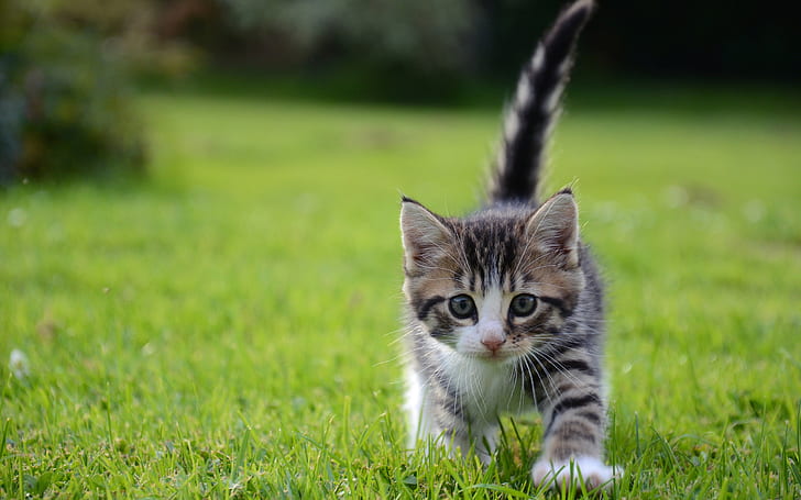 Cat Kitten Grass HD, black, gray and white stripe tabby kitten