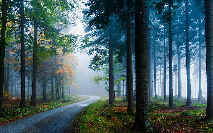 green leafed trees, landscape, nature, mist, road, forest, grass, HD wallpaper
