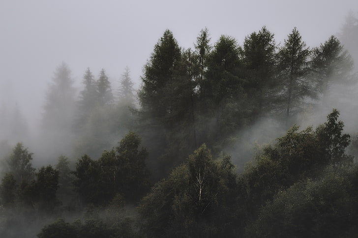 mist, pine trees, landscape, nature, plant, tranquil scene, HD wallpaper