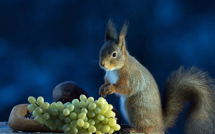 HD wallpaper: brown squirrel, grapes, food, rodent, animal, nature, eating  | Wallpaper Flare