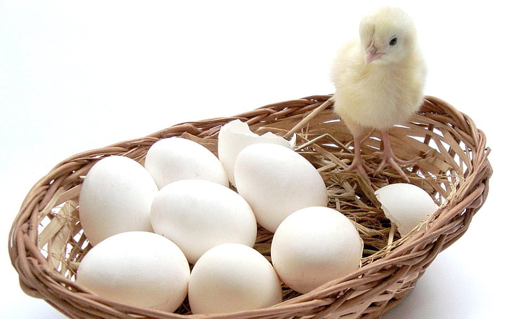 white eggs and brown wicker bowl, chick, basket, easter, animal Egg