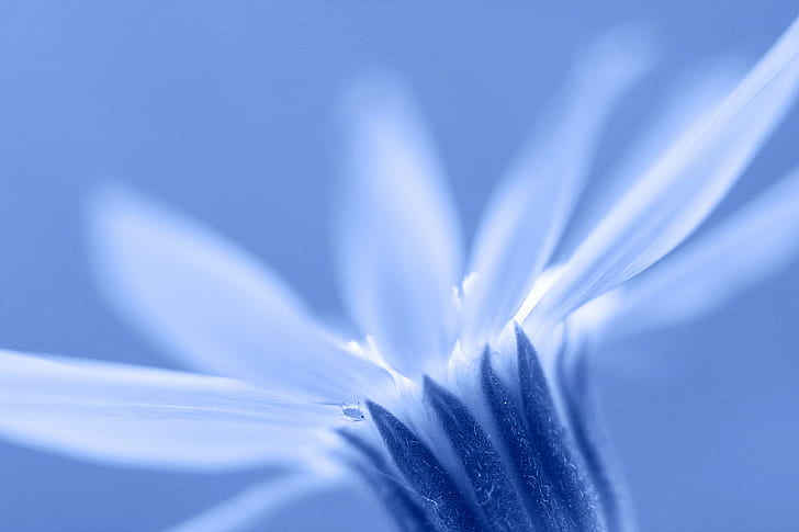 selective focus macro photography of white petaled flower, daisy, daisy, HD wallpaper