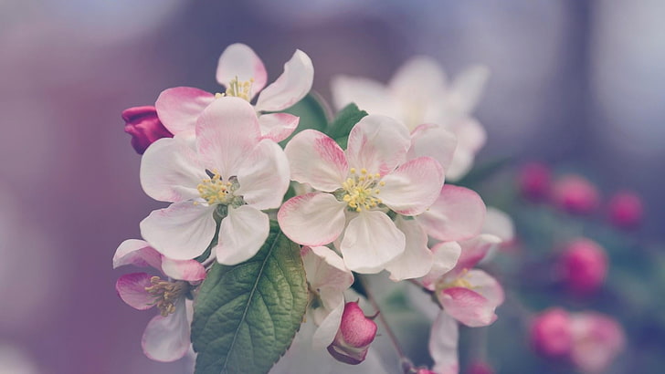 flowers, bloom, spring, tree, blurry, flowering plant, beauty in nature, HD wallpaper
