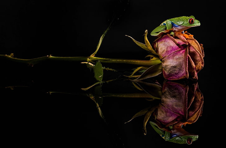 Frogs, Tree Frog, Amphibian, Flower, Reflection, Rose, HD wallpaper