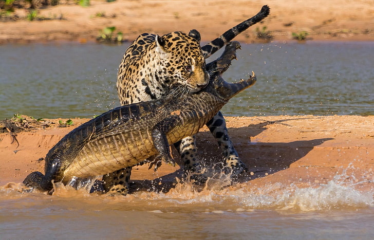 white and black leopard and black and brown crocodile, jaguar