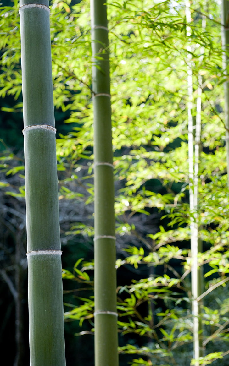 bamboo, nature, plants, forest, portrait display, growth, green color, HD wallpaper
