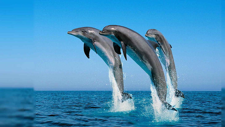 Dolphins Jump In The Air To The Caribbean Sea Summer Hd Wallpapers For Desktop 2560×1440