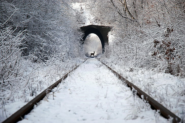 photography, nature, animals, road, train, deer, railway, winter, HD wallpaper
