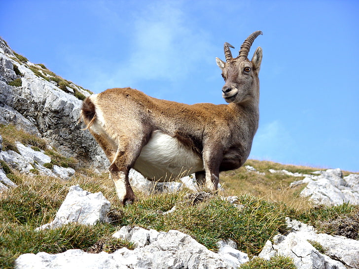 white and brown goat, grass, mountain, ibex, nature, animal, mammal