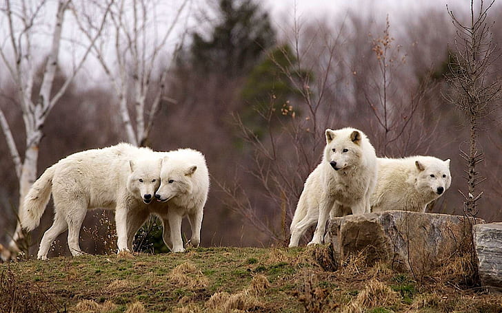Arctic Wolf Pack, spirit, mythical, black, wild animal black