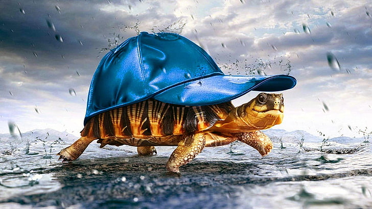 turtle, tortoise, baseball cap, sea turtle, rain, sky, water