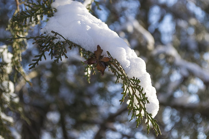 winter, snow, macro, tree, plant, cold temperature, frozen, HD wallpaper