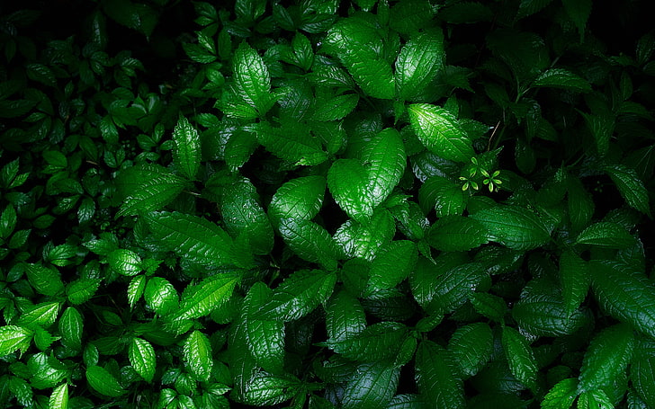 enredaderas, hojas, naturaleza, planta, verdes, green color, HD wallpaper