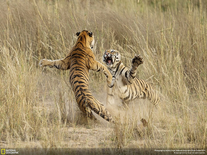 two cheetahs, National Geographic, tiger, big cats, animals, animal themes, HD wallpaper