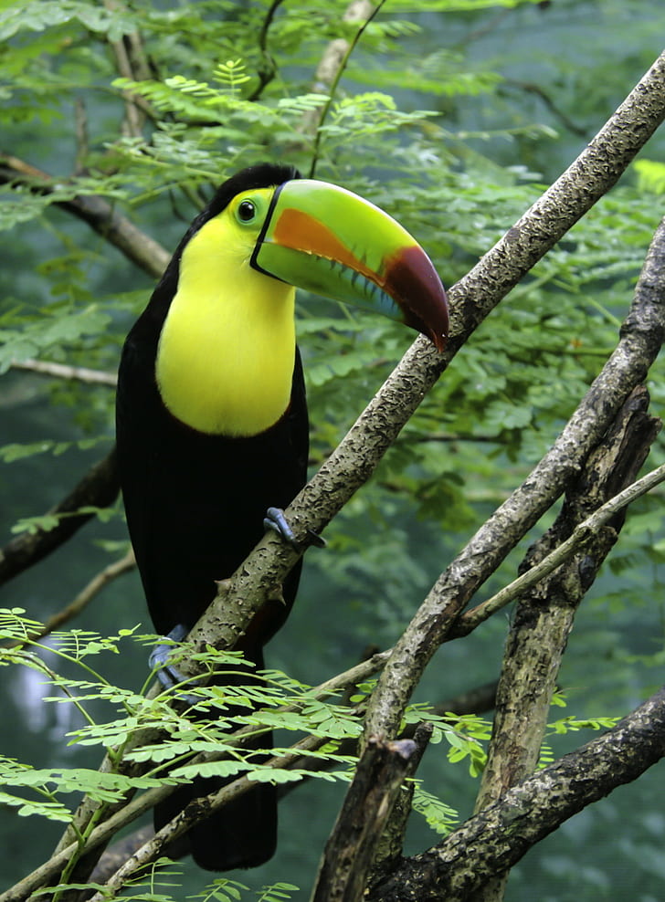 Toucan Bird perched on the tree, toucan, edit, colorful, big, HD wallpaper