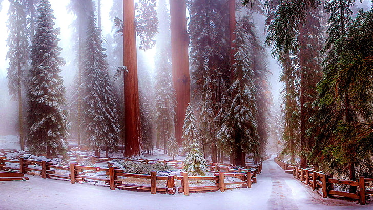sierra nevada, fence, big trees trail, woods, redwood trees, HD wallpaper