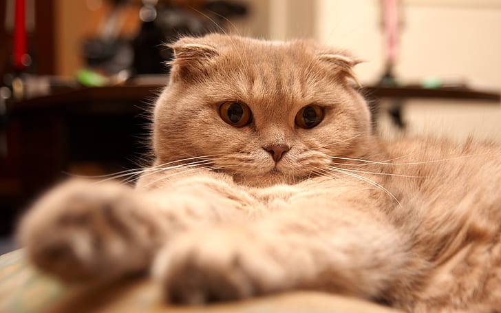 Tired Scottish Fold Cat, cute, orange, HD wallpaper
