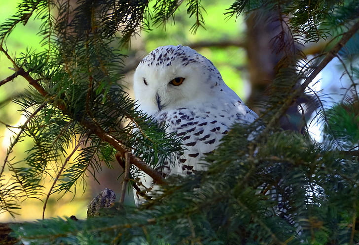 Polar Owl, Bird, tree, branch, s, hd, Best s, HD wallpaper