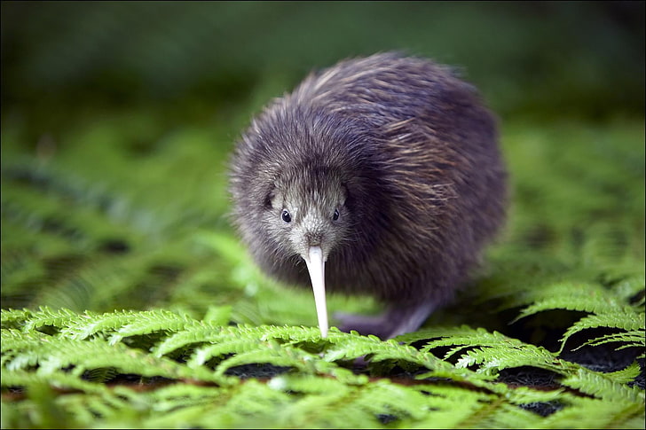 gray long-beaked bird, kiwi (animal), animals, nature, wildlife