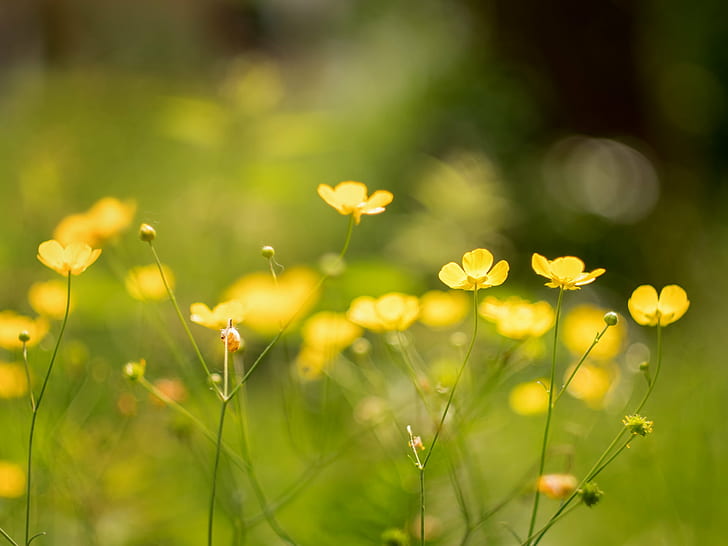 shallow focus photography of yellow flowers, Summer, Blume, Sommer