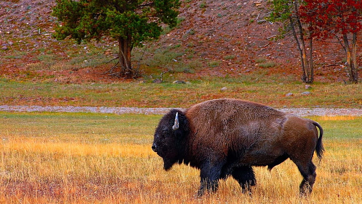 brown and black short coated dog, buffalo, bison, animals, animal themes, HD wallpaper