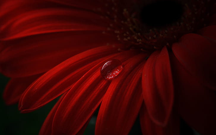 Red gerbera, petals, water drops, red gerbera daisy, HD wallpaper
