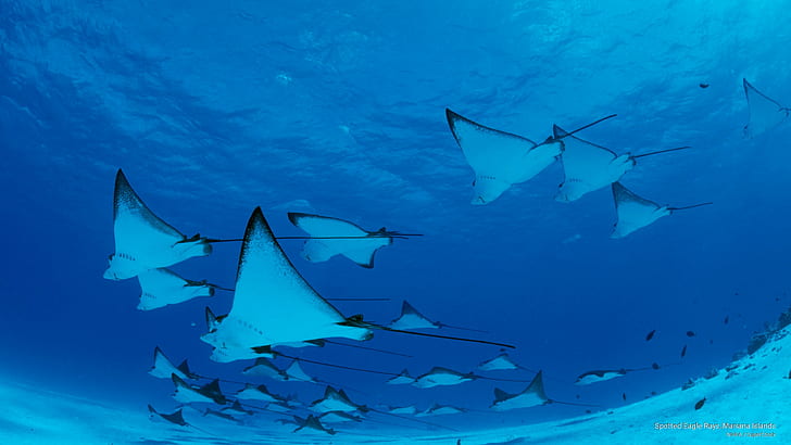 Spotted Eagle Rays, Mariana Islands, Ocean Life