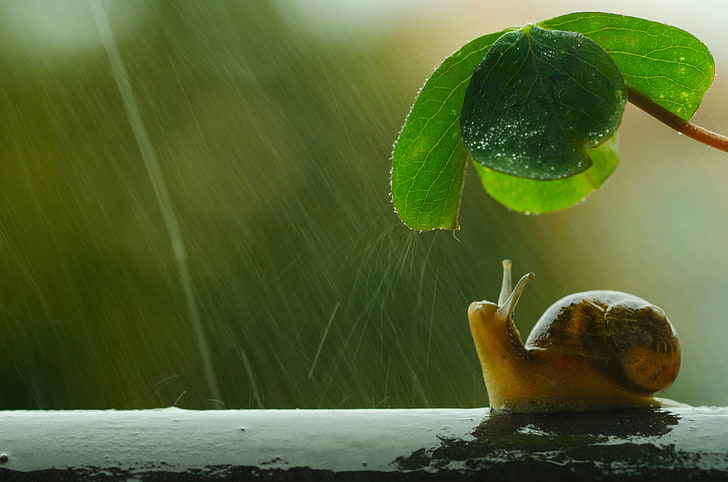 brown snail, macro, umbrella, rain, leaf, plant part, nature, HD wallpaper