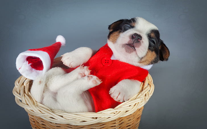 Dogs Christmas New Year Puppy Animals High Resolution, HD wallpaper