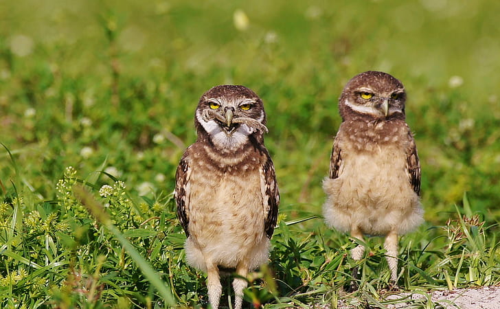 two brown owls on grass field during daytime, a580, a580, Frog, HD wallpaper