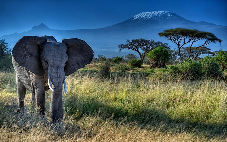 Elephant, big ears, tusks, African, grass, trees, HD wallpaper
