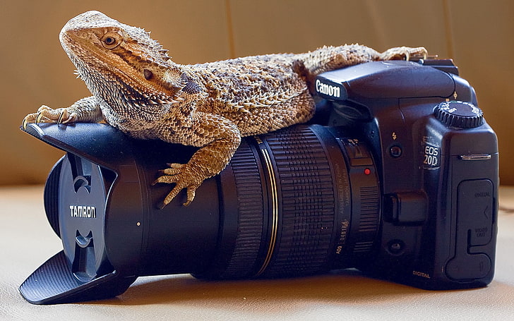 animals, reptiles, lizards, skin, camera, lens, Canon, closeup, HD wallpaper