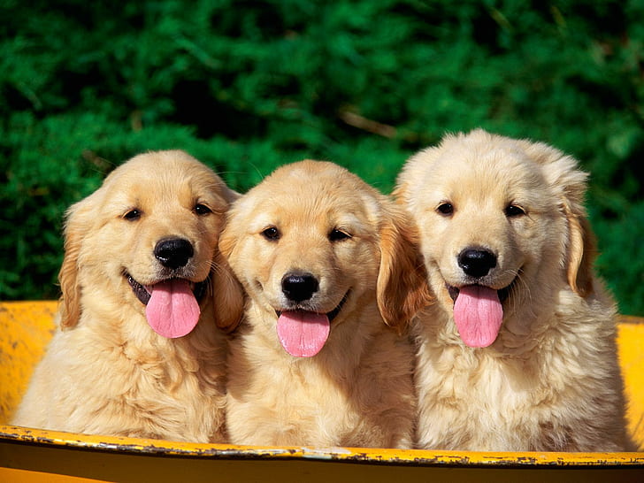 Cute Dogs, HD wallpaper