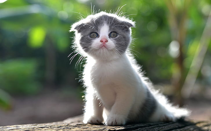 Cute kitten, furry cat, HD wallpaper