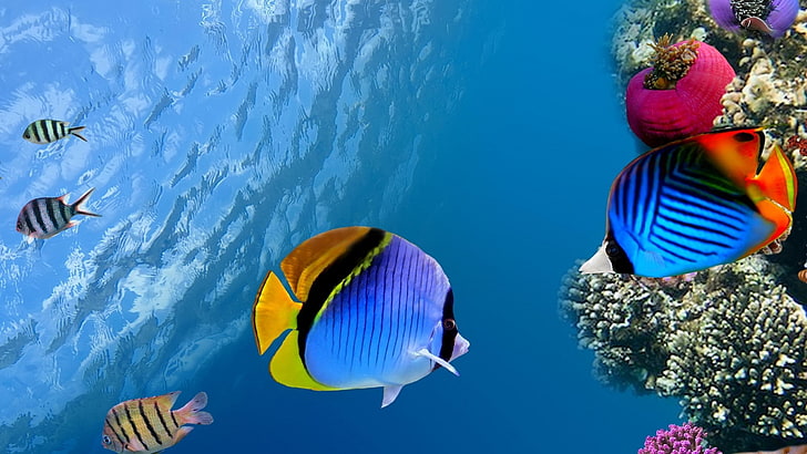 underwater, coral, fish, photo manipulation, sea, swimming, HD wallpaper