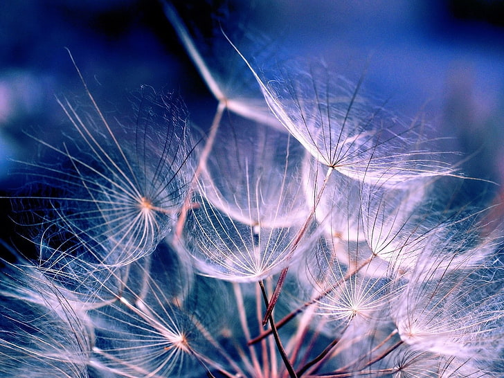 white flowers, dandelion, fluff, seeds, air, nature, plant, close-up, HD wallpaper