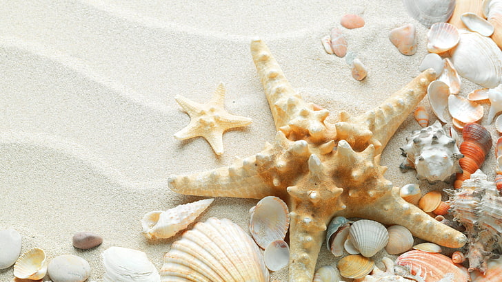 white starfish, macro, nature, sand, seashells, beach, animal Shell