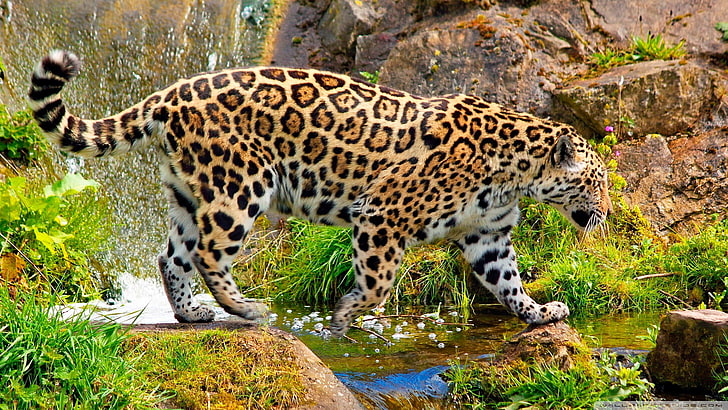 leopard animal, jaguars, animals, big cats, animal wildlife, one animal, HD wallpaper
