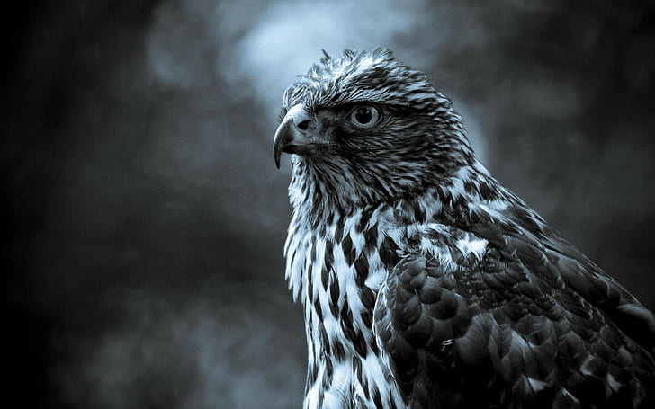 eagle, HD wallpaper
