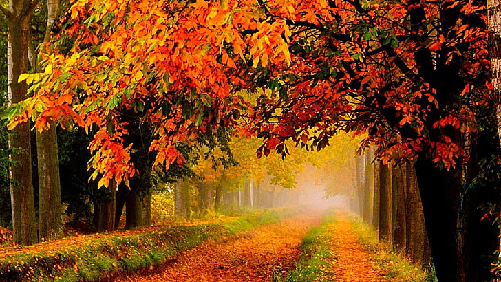 autumn, tree, road, leaves