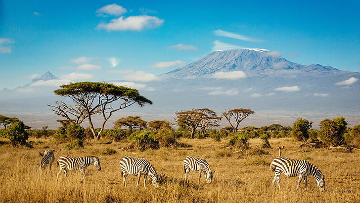 Zebras In Amboseli National Park Mount Kilimanjaro In Southern Kenya 4k Ultra Hd Desktop Wallpapers For Computers Laptop Tablet And Mobile Phones 3840×2160
