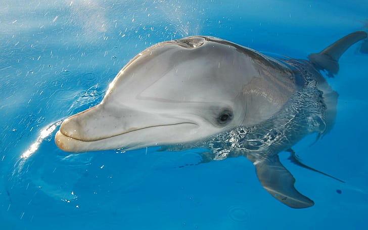 Dolphin in water, mammal, sea, HD wallpaper