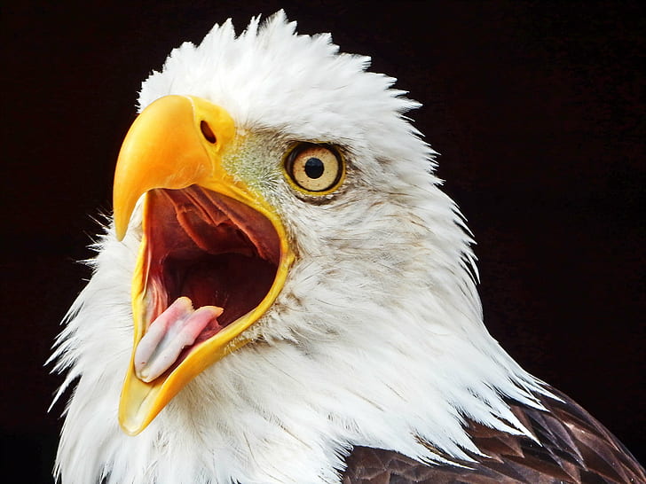 closeup photography of white and brown eagle, Bald Eagle, bird, HD wallpaper