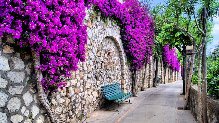 flower, pink, plant, purple flowers, flora, bench, wall, tree