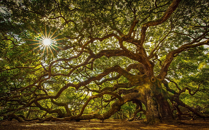 Tree About 1100 Years Old A Massive Oak Tree On John’s Island South Carolina United States Hd Tv Wallpaper For Desktop Laptop Tablet And Mobile Phones 3840×2400